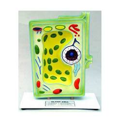 Plant Cell Model