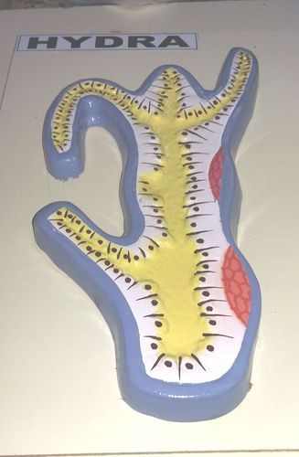 Hydra Model
