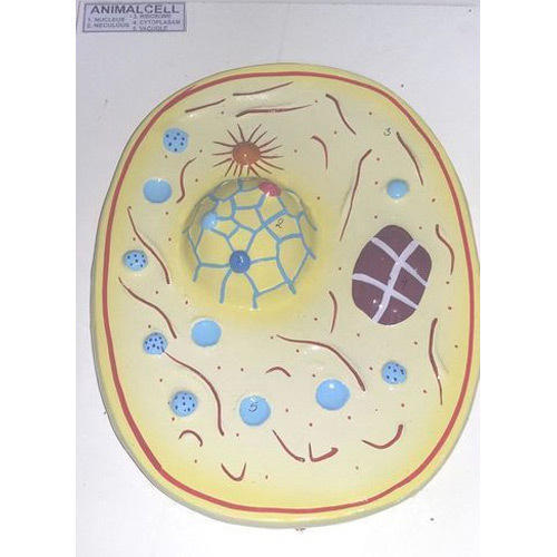 Animal Cell Model