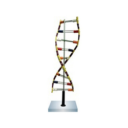 DNA Model Helical