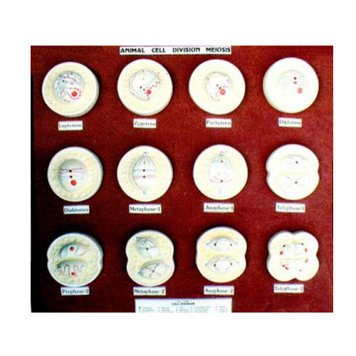 Animal Cell Division (Meiosis) Model