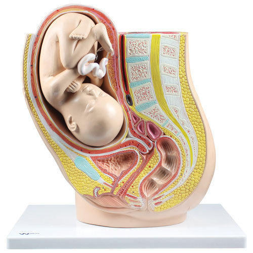 Human Pelvis with Baby Model