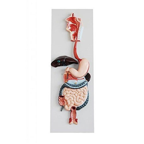 Human Digestive System Model