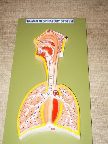 Human Respiratory System Model