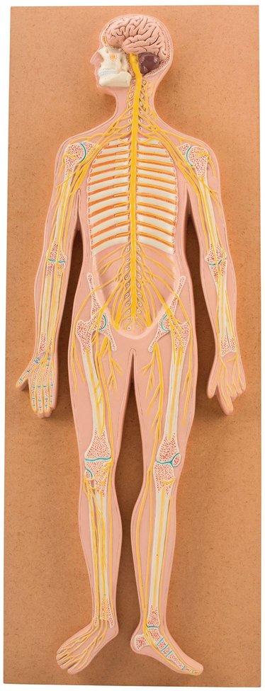 Human Nervous System Model