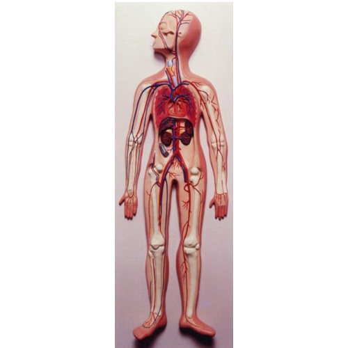 Human Circulatory System Model