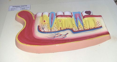 Teeth with Jaw Model