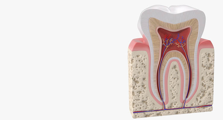 Human Tooth Model