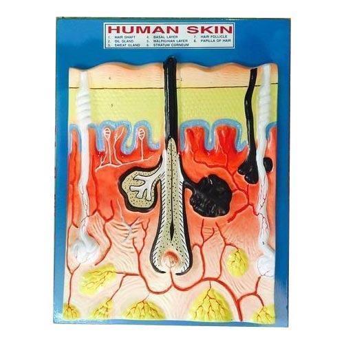 Human Skin Model