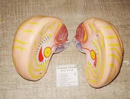 Human Brain Model