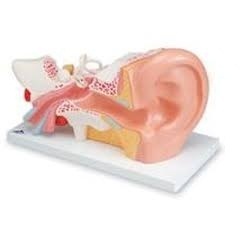 Human Ear Model