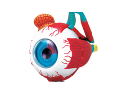 Human Eye Model 