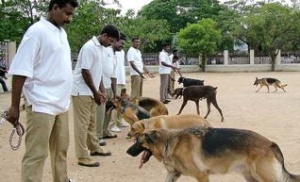 DOG SQUADS SERVICES