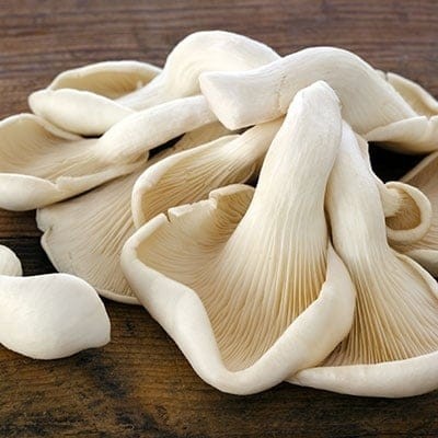 Oyester Mushroom spawn