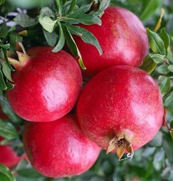 Pomegranate 