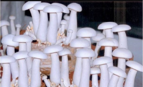 Fresh Milky Mushroom