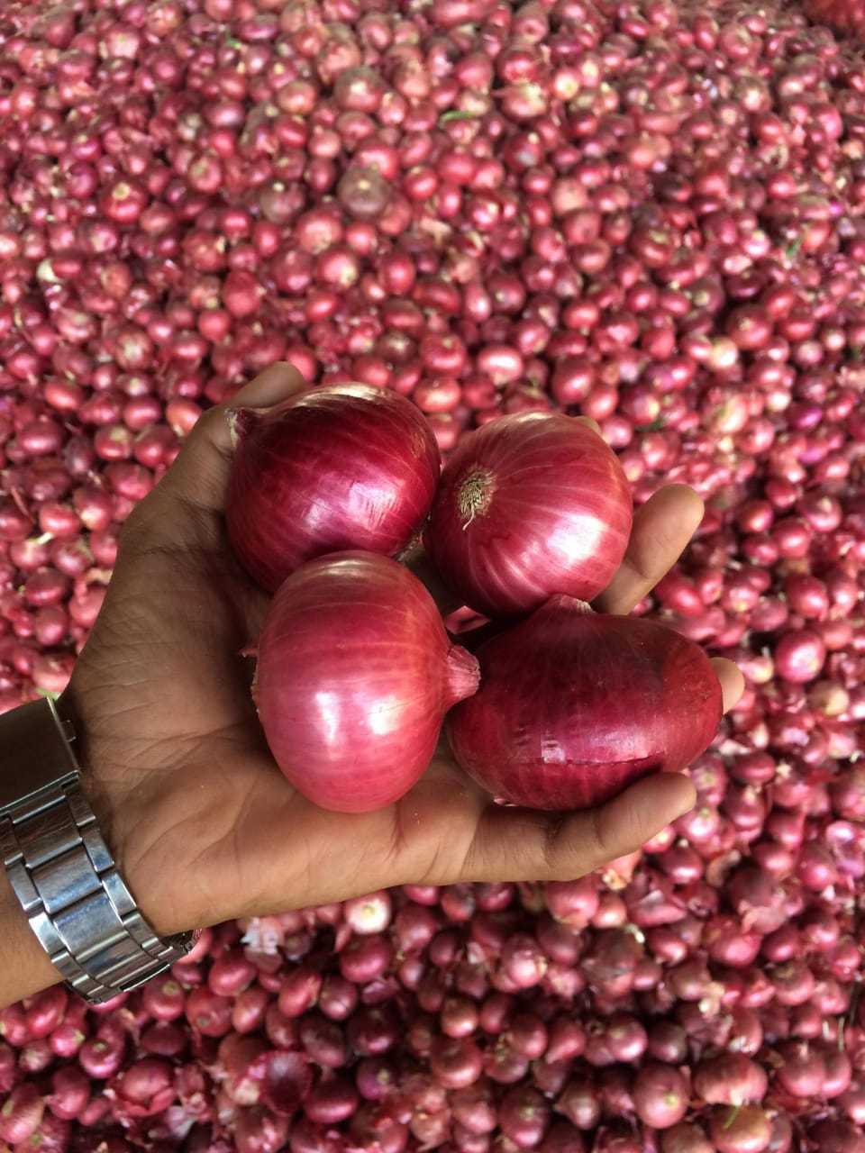 Red Onion