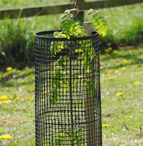 Tree Guards