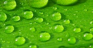 GREEN ACID