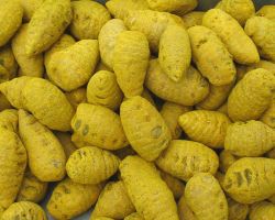 BULB TURMERIC