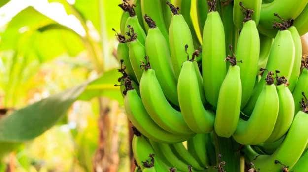 Raw Banana