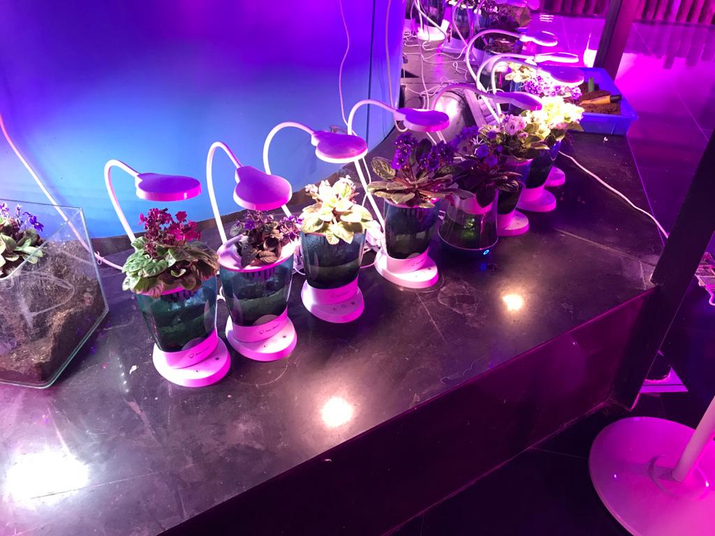 Kailogreens - Aquaponics Hydro Lamp (Small)