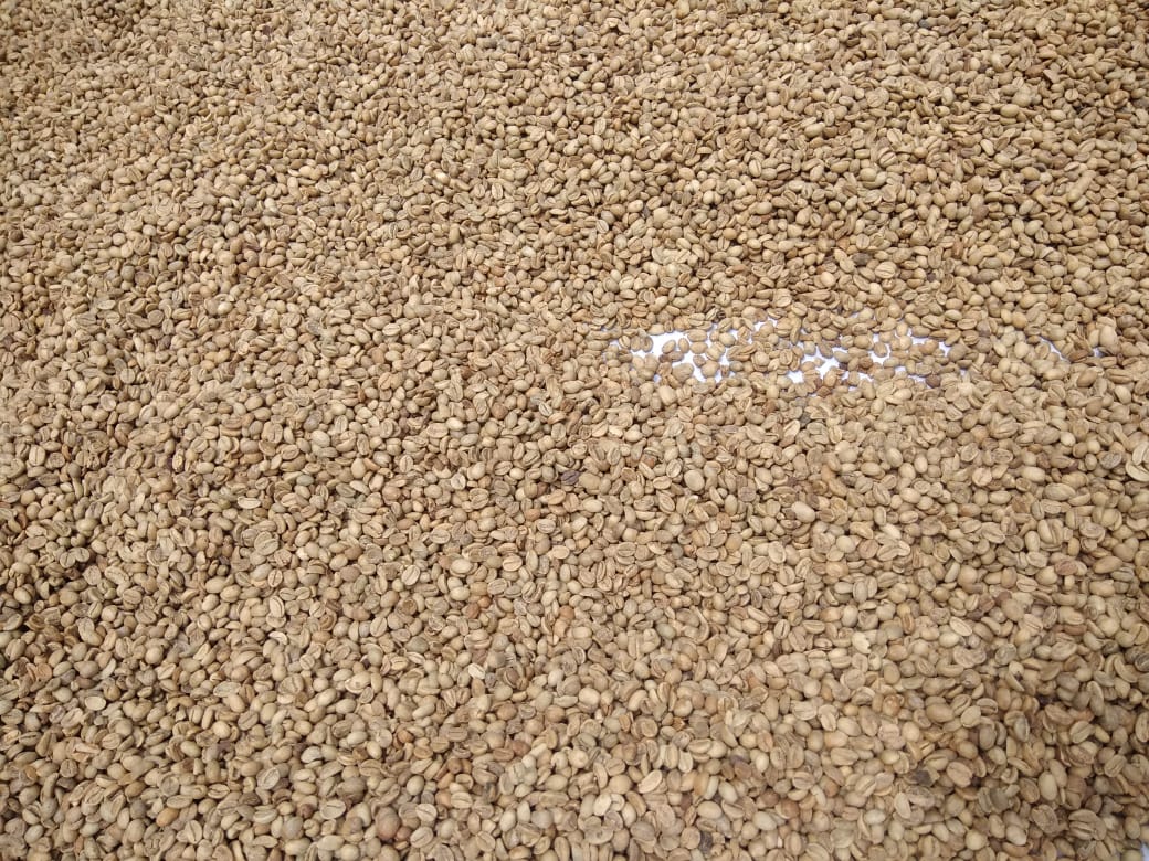 Green Coffee Beans