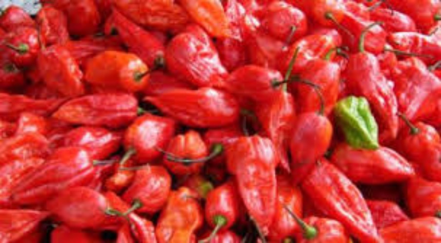 Ghost Pepper 