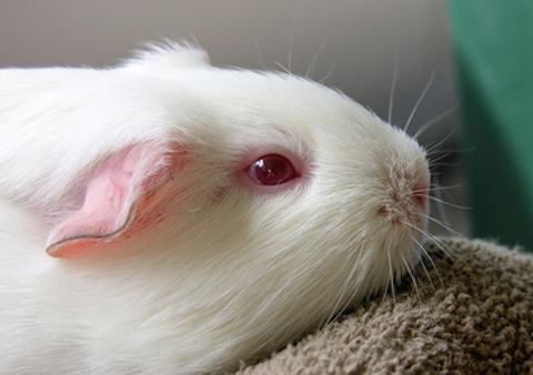 Dunkin Hartley Guineapigs