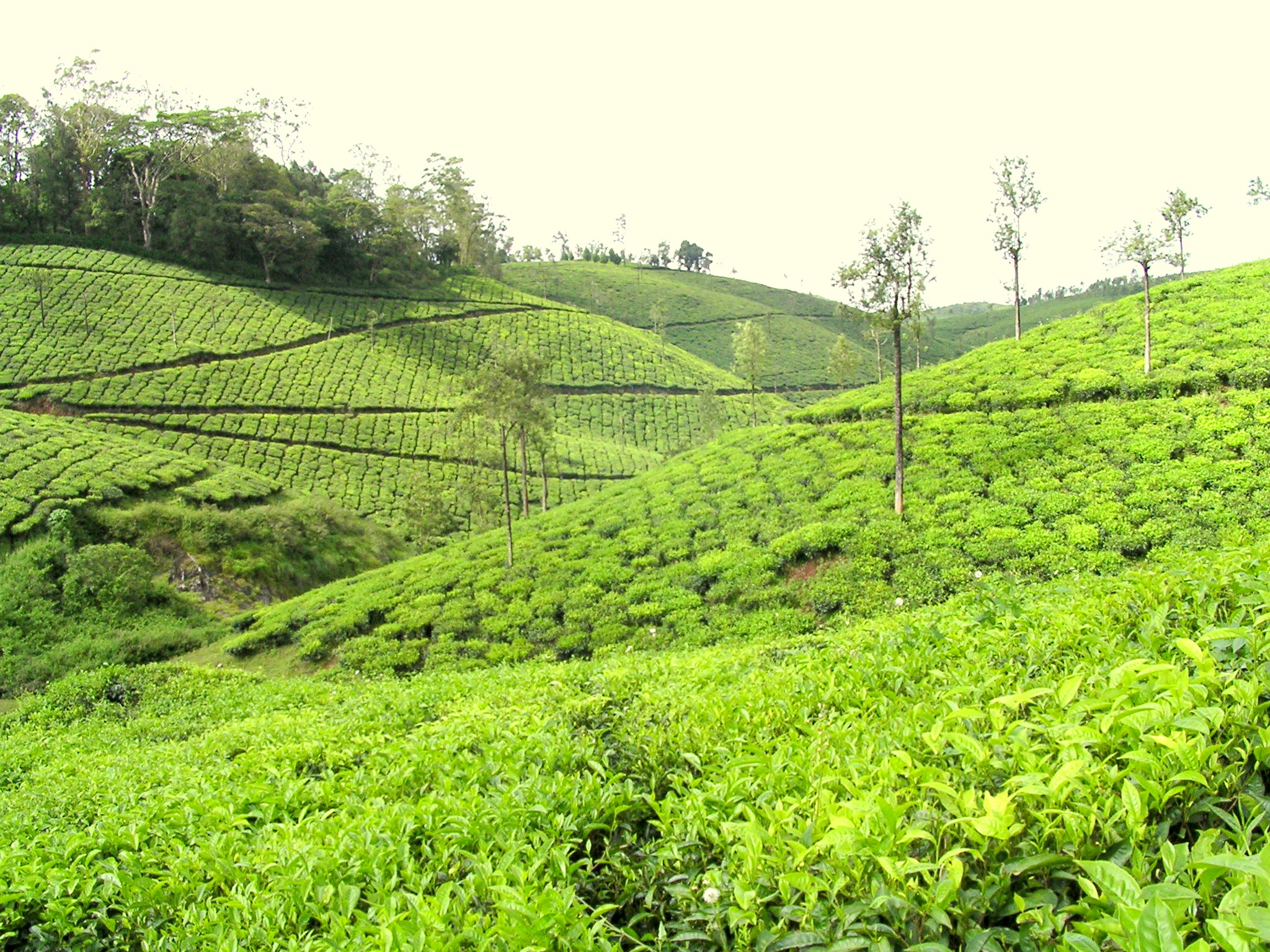 Spice Tour of Kerala 
