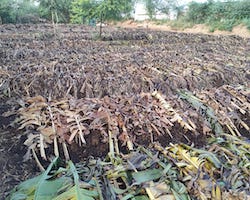 Vermicompost
