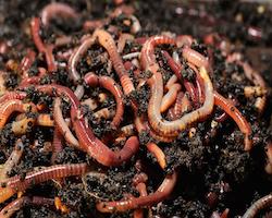 Vermiculture ( Red Earthworm, Eisenia Fetida )