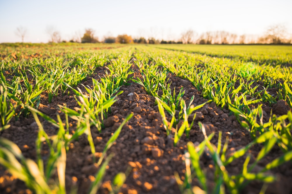 Natural Organic Fertilizer 