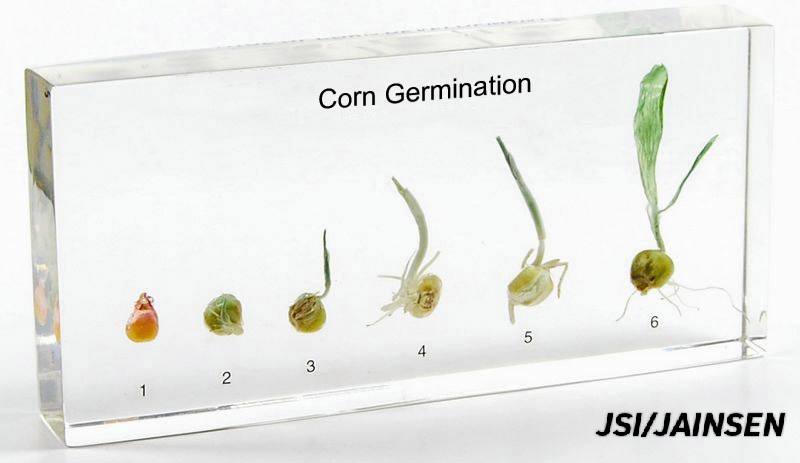 Embedded Specimen(Category 3)
