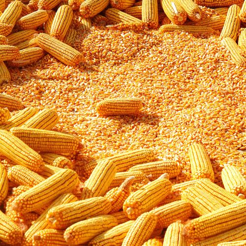 Maize seeds