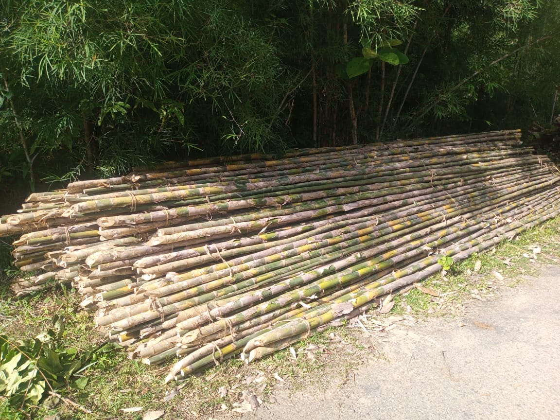 BAMBOO - T.OLIVERI 