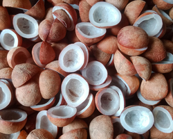 Half Cut Coconut Copra