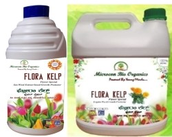 FLORA KELP
