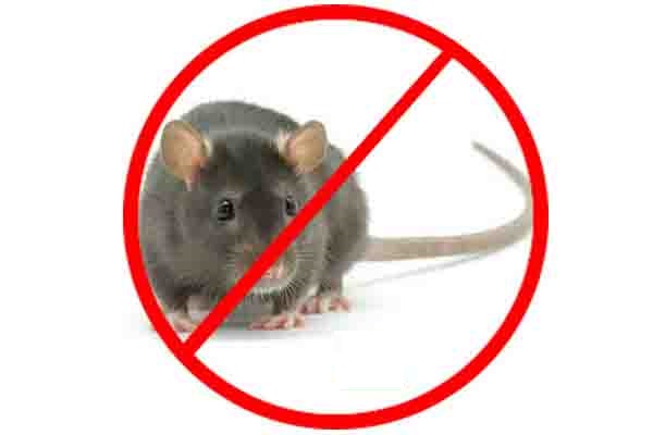 Rodent Control Service 