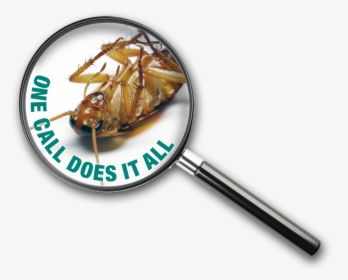 Cockroaches Control Service