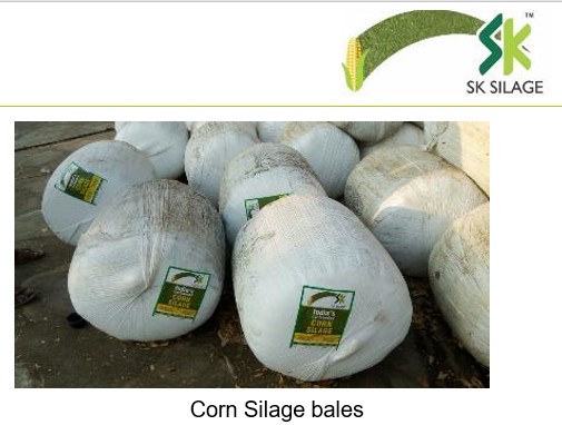 MAIZE SILAGE