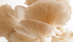 Oyster mushroom