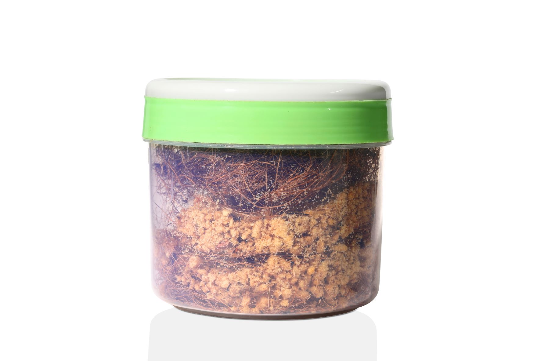 Black Soldier Fly Eggs