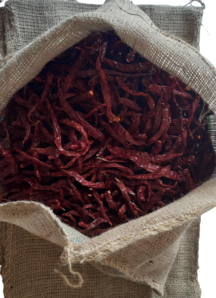 Syngenta 5531 Stemless Dry Chilli