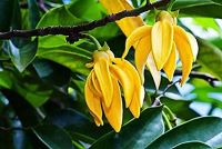 DIVINE FRAGRANCE - MANORANJITHAM THE NATURAL DIVINE AROMA FOR KRISHNA CONSCOUSNESS IN YOGI