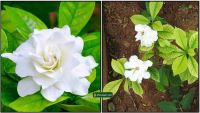 DIVINE FRAGRANCE - PARIJATHAM THE NATURAL DIVINE FLORAL AROMA  FOR REALISING KRISHNA CONSCIOUSNESS IN DIVINE WAY OF LIFE