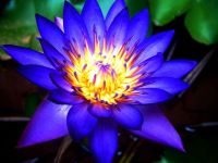 DIVINE FRAGRANCE - BLUE LOTUS A NATURAL DIVINE AROMATIC PRODUCT FOR DAILY POOJA, YOGA, MEDITATION TO CONNECT WITH COSMIC ENERGY 