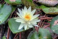 DIVINE FRAGRANCE - WHITE LOTUS  NATURAL DIVINE AROMATIC PRODUCTS FOR REALISING CONSCIOUSNESS IN YOGI