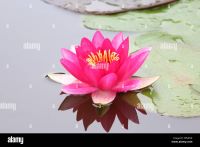 DIVINE FRAGRANCE - PINK  LOTUS NATURAL AROMATIC PRODUCTS FOR  REALISING DIVINITY THROUGH DAILY POOJA, YOGA, MEDITATION  
