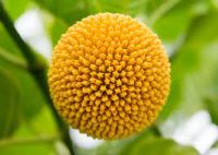 KADAMPAM THE DIVINE SCENT  - DIVINE MEENAKSHI AROMA FOR DAILY POOJA, YOGA,MEDITATION,RITUALS,TEMPLE EVENTS TO REALISE ONENESS WITH PARABRAHMAM